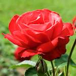 First image from the photoset 'flower (xx)'.