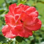 Second image from the photoset 'flower (xx)'.