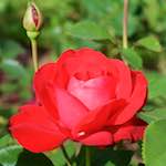 Third image from the photoset 'flower (xx)'.