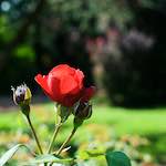 Fifth image from the photoset 'flower (xx)'.