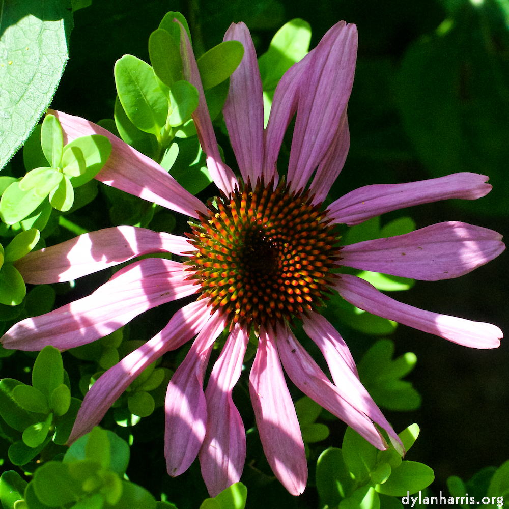 Image 'flower (xxi) 1'.