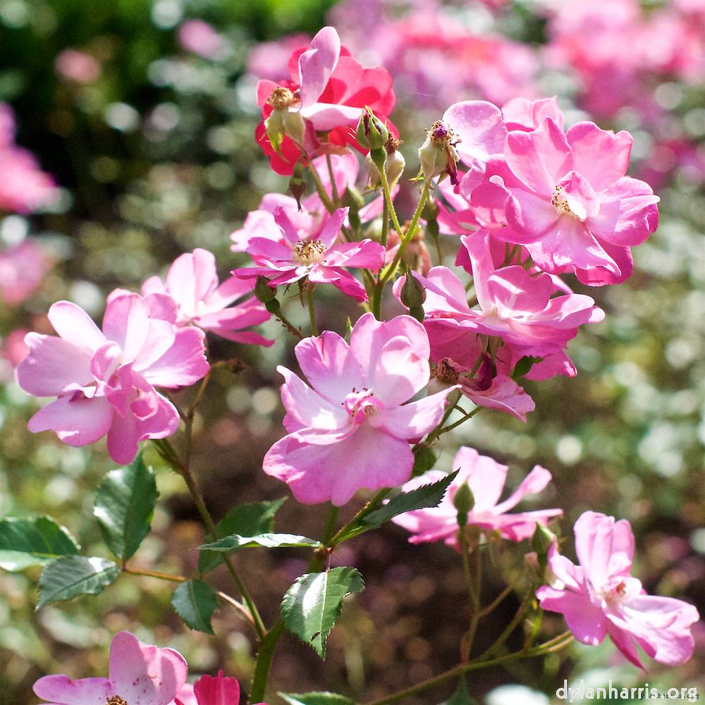 image: This is &lsquo;escher blummen (xxi) 2&rsquo;.