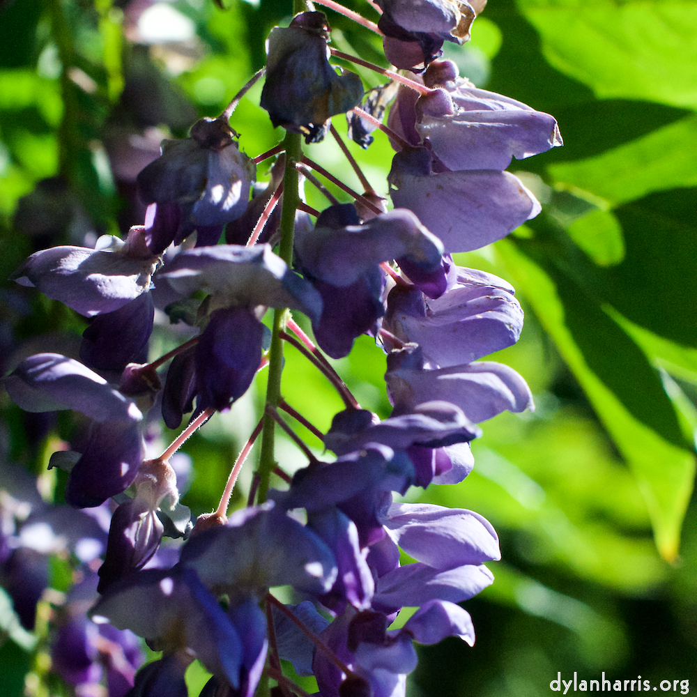 image: This is &lsquo;escher blummen (xxi) 4&rsquo;.