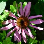 image: Image from the photoset &lsquo;escher blummen (xxi)&rsquo;.