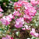 image: Image from the photoset &lsquo;escher blummen (xxi)&rsquo;.