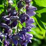 image: Image from the photoset &lsquo;escher blummen (xxi)&rsquo;.