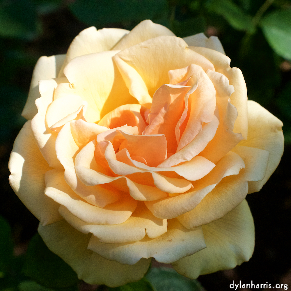 Image 'flower (xxii) 3'.