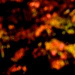 image: Image from the photoset &lsquo;parc (v)&rsquo;.