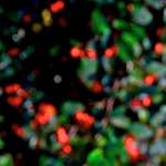 image: Image from the photoset &lsquo;parc (v)&rsquo;.