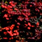 image: Image from the photoset &lsquo;parc (v)&rsquo;.