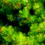 image: Image from the photoset &lsquo;parc (v)&rsquo;.