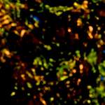 image: Image from the photoset &lsquo;parc (v)&rsquo;.