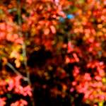 image: Image from the photoset &lsquo;parc (v)&rsquo;.