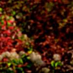 image: Image from the photoset &lsquo;parc (v)&rsquo;.