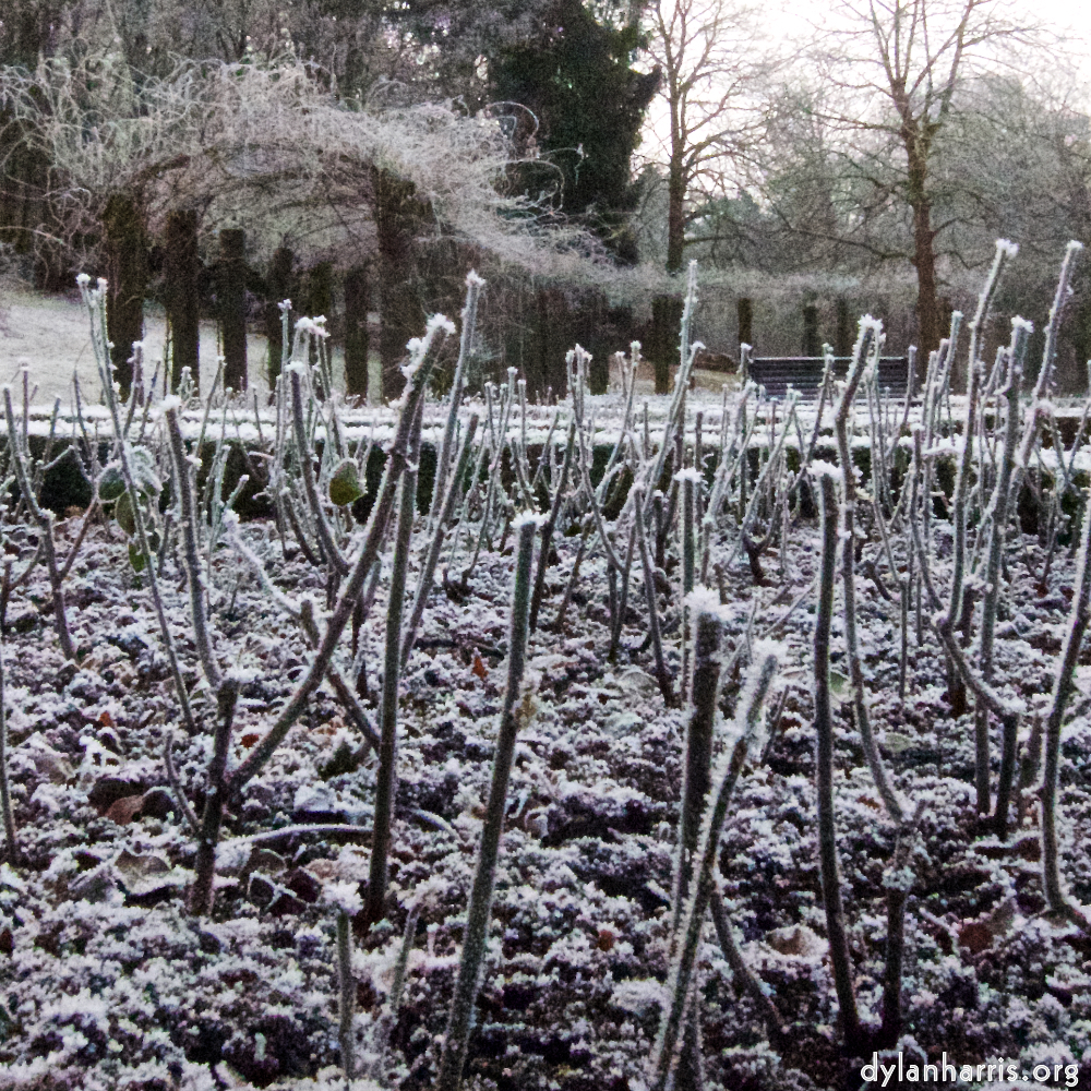 Image 'esch&ndash;sur&ndash;alzette (x) 6', of daffodils.
