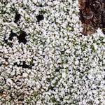 Fourth image of Escher D&eacute;ierepark, from the photoset 'esch&ndash;sur&ndash;alzette (x)'.