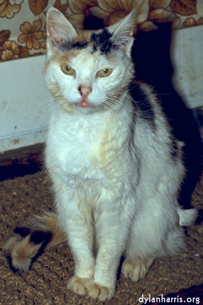 image: This is &lsquo;55 3&rsquo;.