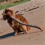 Second image from the photoset 'family (x)'.