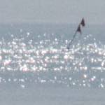 Sixth image from the photoset 'family (x)'.