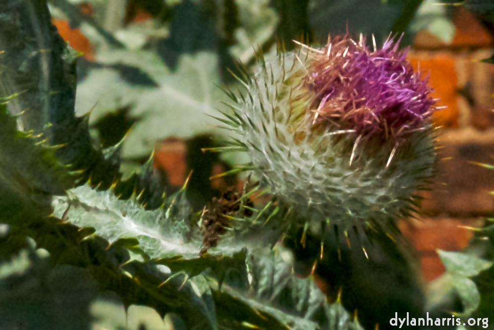 Image: Image 'alnwick 15'.