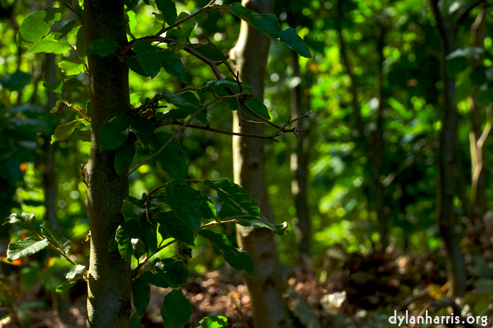 Image: Image 'alnwick 17'.