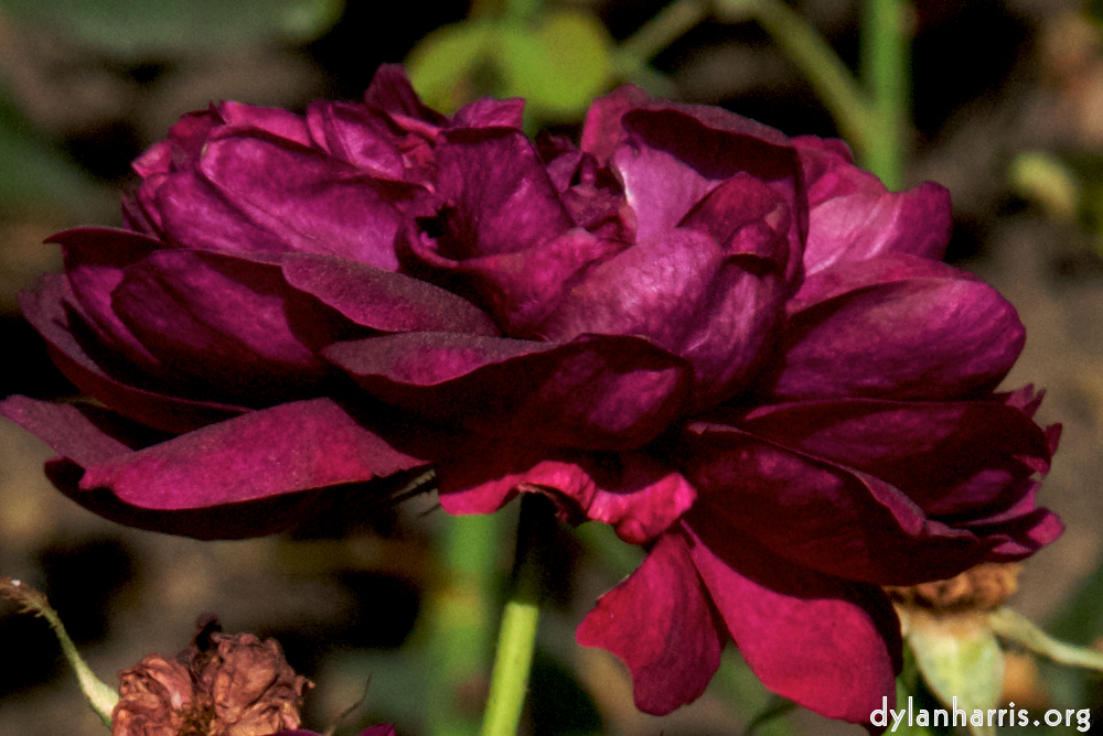 Image: Image 'alnwick 4'.