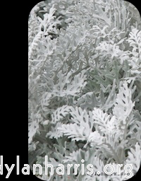 Image: Image 'front (ii) 1'.