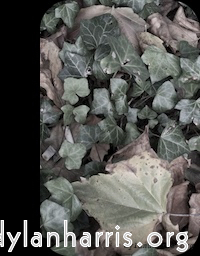 Image: Image 'front (ii) 3'.