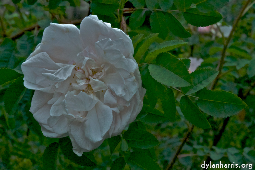 Image: Image 'dublin (iii) 5'.