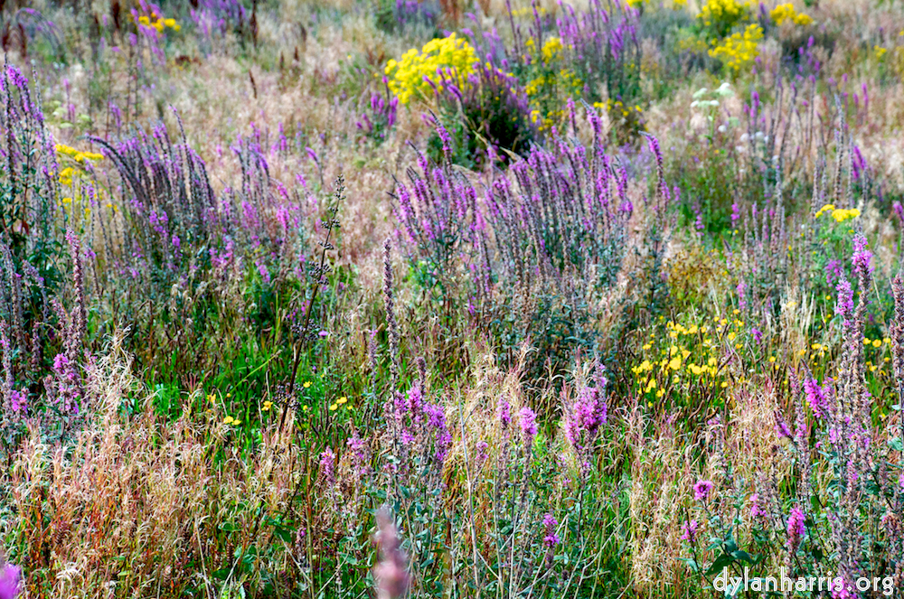 image: This is &lsquo;mayo (i) 2&rsquo;.