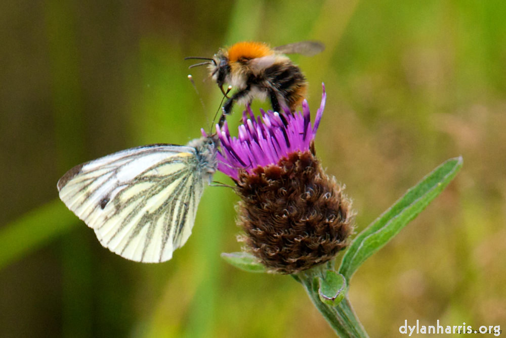 image: This is &lsquo;mayo (i) 3&rsquo;.