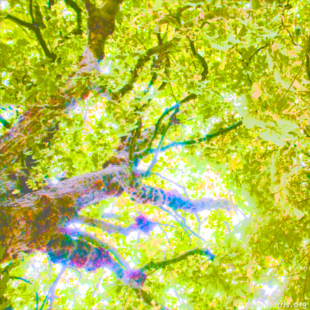 Image 'leaf (ii) 6'.