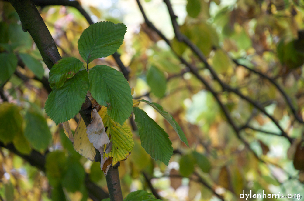 Image 'leaf (ii) 7'.