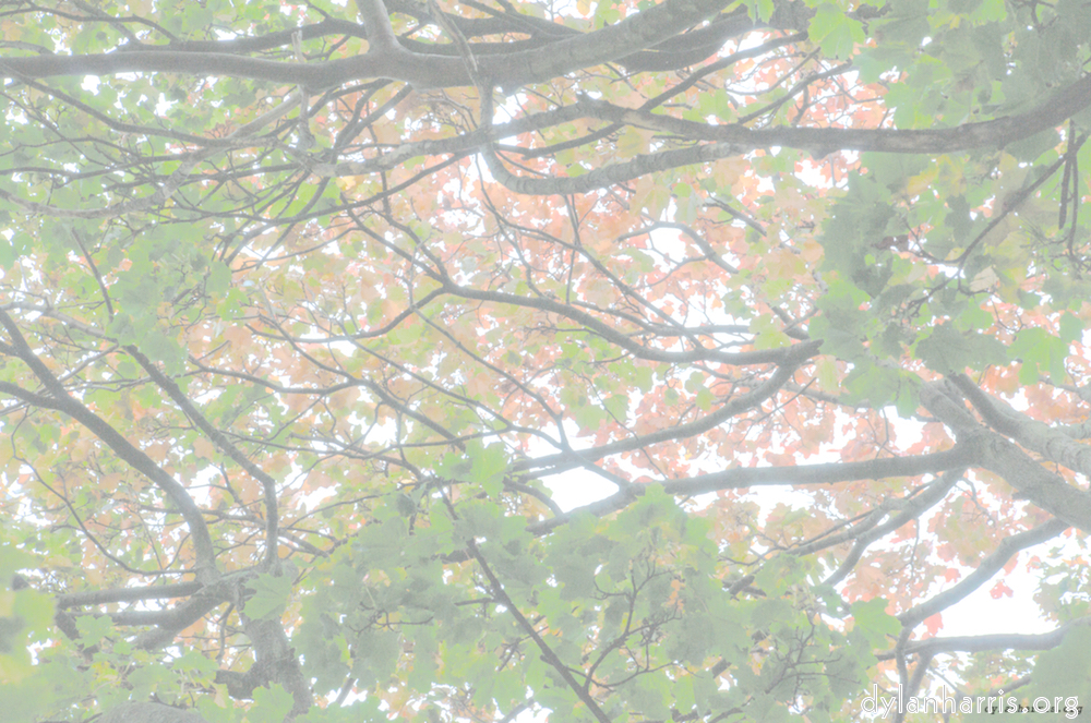 Image 'leaf (ii) 8'.