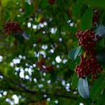 First image from the photoset 'leaf (ii)'.