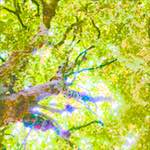 Sixth image from the photoset 'leaf (ii)'.