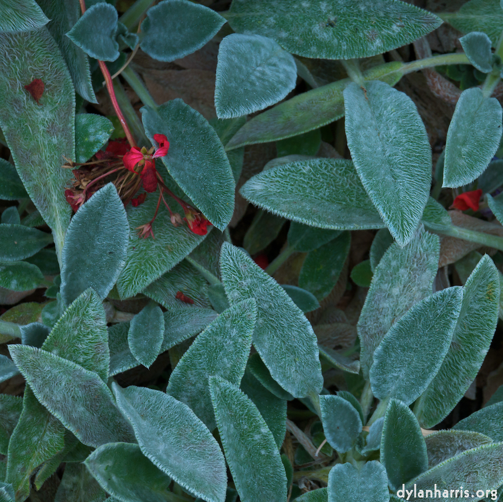 Image: Image 'dublin (v) 8'.