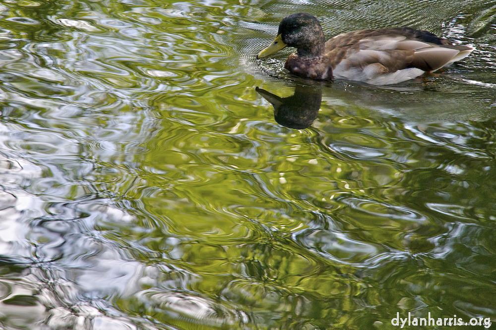 Image 'water (i) 7'.