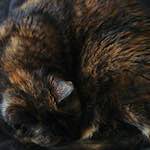 Tenth image from the photoset 'see nerd (i)'.