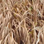 Eleventh image from the photoset 'see nerd (i)'.