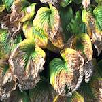 Fifteenth image from the photoset 'see nerd (i)'.