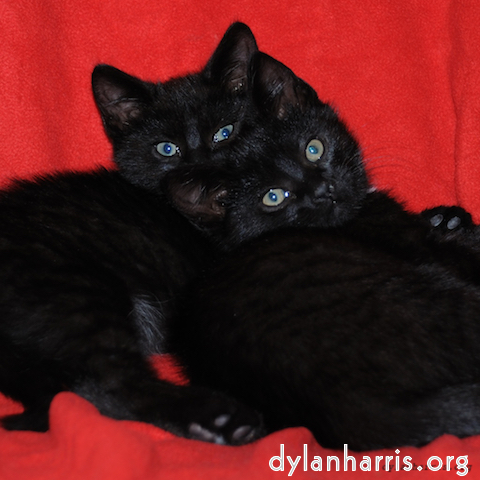 Image 'see nerd (ii) 12'.