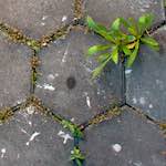 First image from the photoset 'see nerd (ii)'.