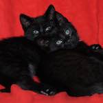 Twelfth image from the photoset 'see nerd (ii)'.