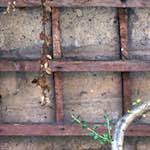 Fifth image from the photoset 'see nerd (ii)'.