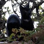 Tenth image from the photoset 'see nerd (iii)'.