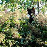 Second image from the photoset 'see nerd (iii)'.