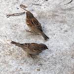 Sixth image from the photoset 'see nerd (iii)'.