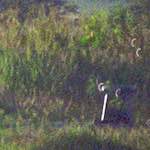 Fifteenth image from the photoset 'see nerd (iv)'.