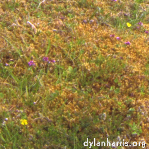 Image 'see nerd (v) 1'.